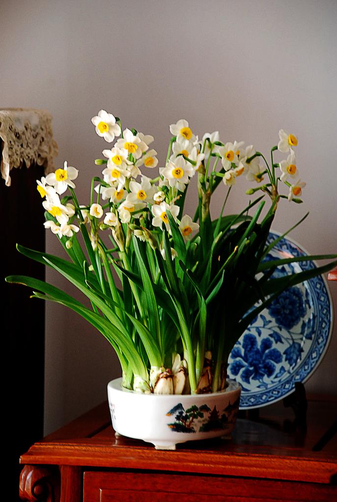 水仙花怎么养视频,水仙花怎么养图解视频