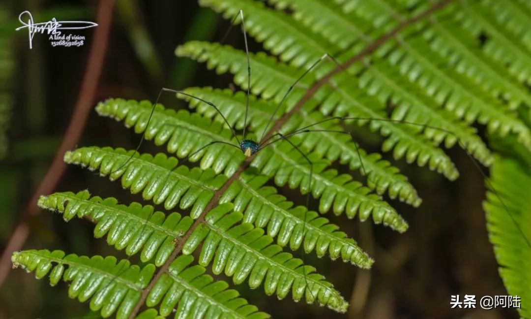 盲蛛不会吐丝吗,盲蛛吐丝