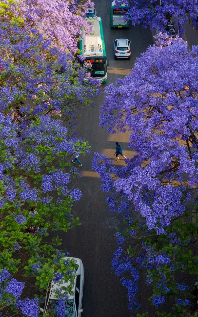 被大理丽江掩盖风头又怎样？它才是云南No.1！5月它太美了