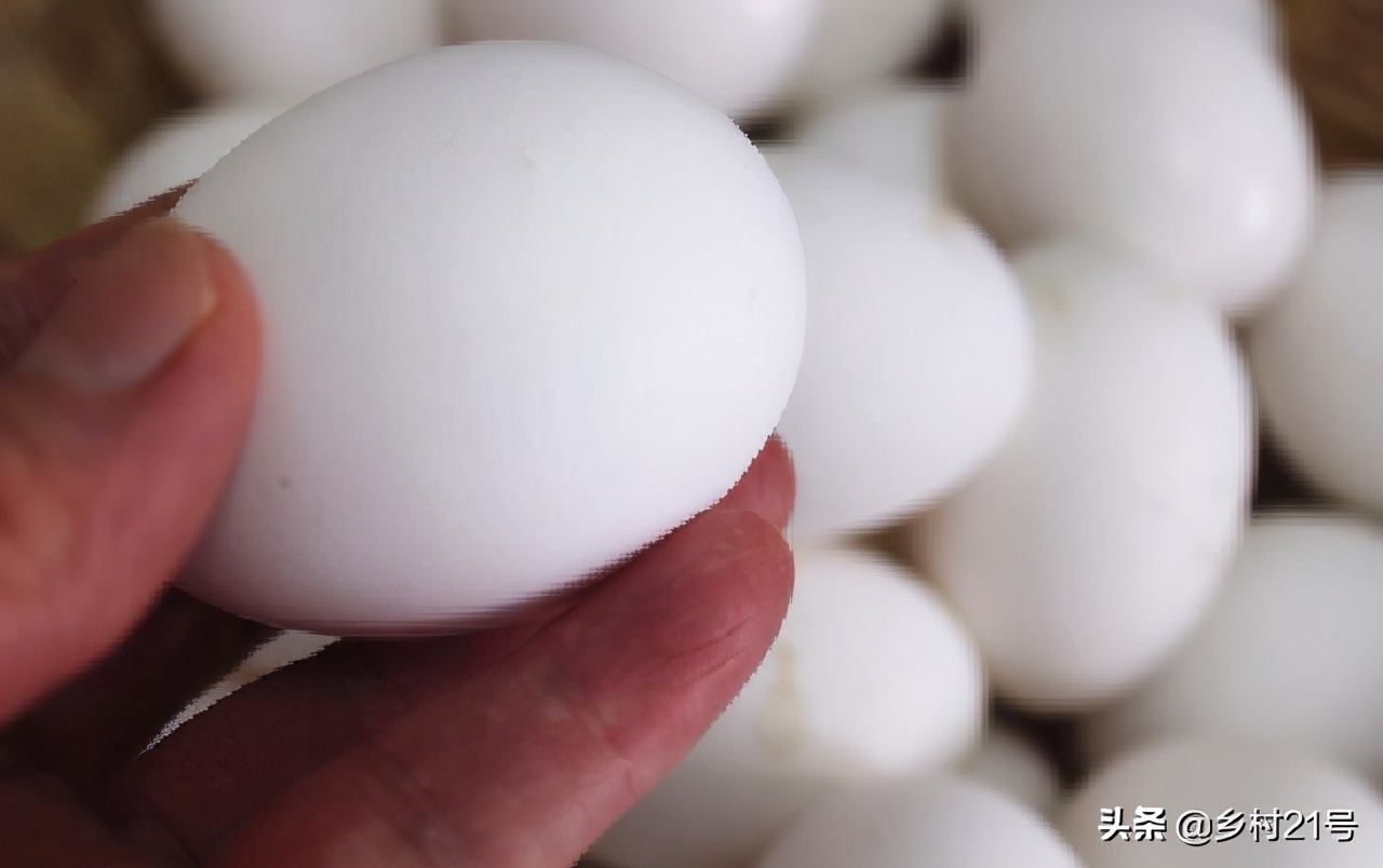 野鸡育苗全过程,野鸡从第一天到孵化的全过程