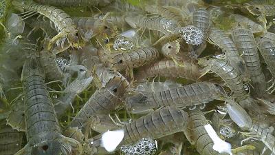 台州又好吃又好玩这句话对吗,台州人的快乐