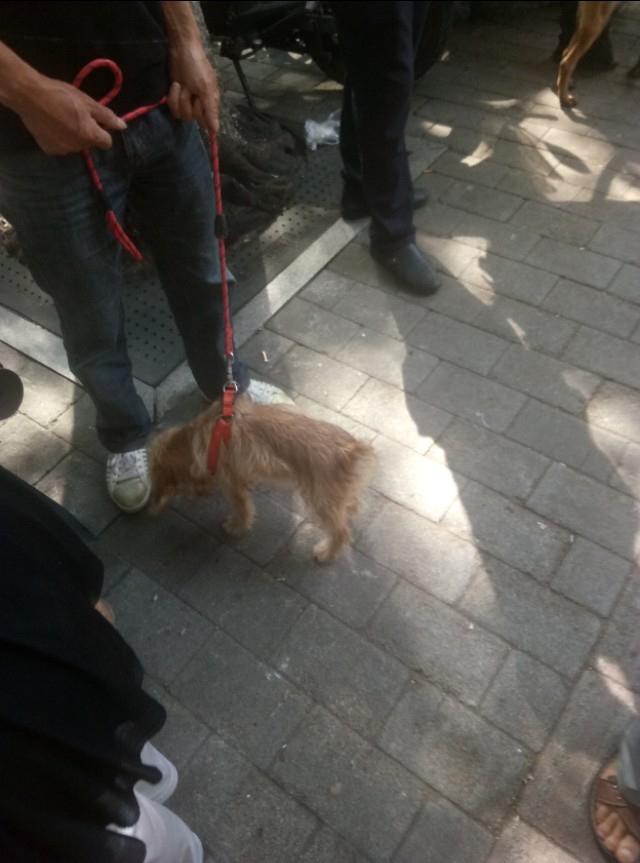 重庆渝北附近的猫狗市场,重庆九龙坡猫狗市场