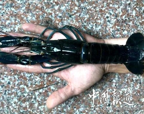 渝北澳洲淡水龙虾,上海澳洲淡水龙虾