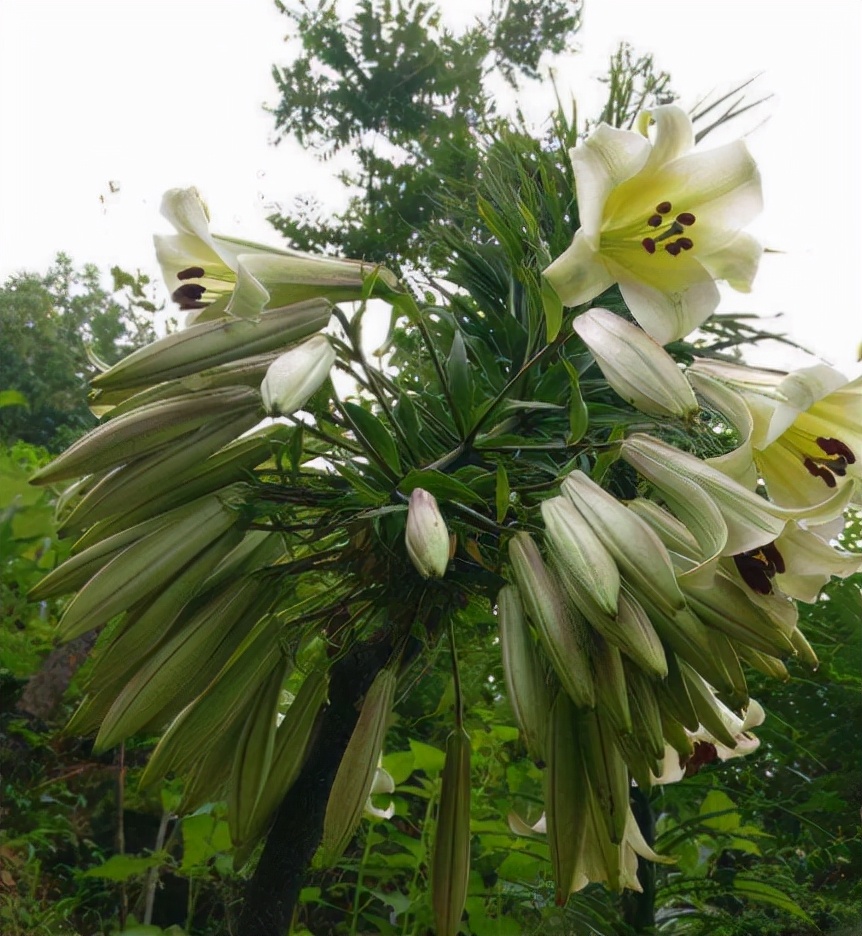 百合喜欢哪种类型,百合属于球根花卉吗