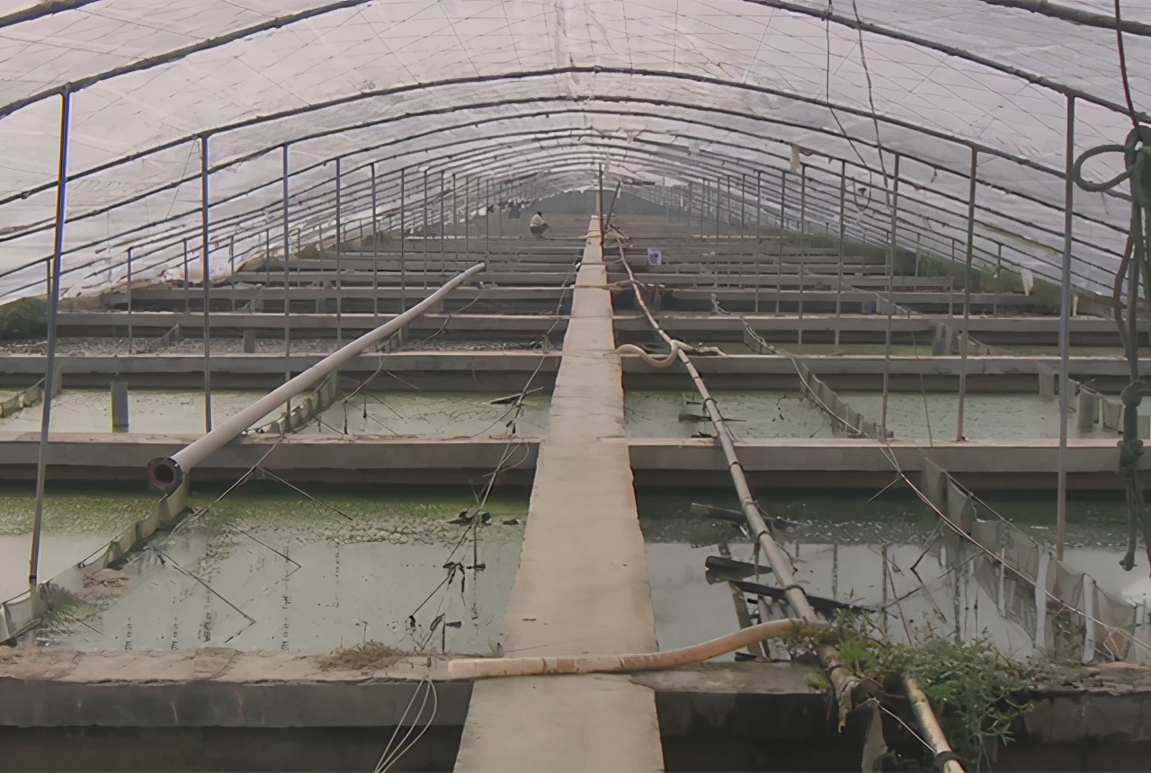 大棚养殖老鳖,大棚养鳖技术