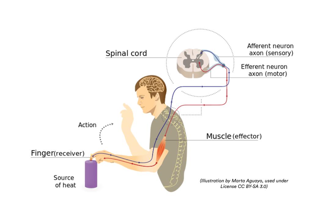 咬舌真能自尽吗动画,咬舌真的会自尽吗