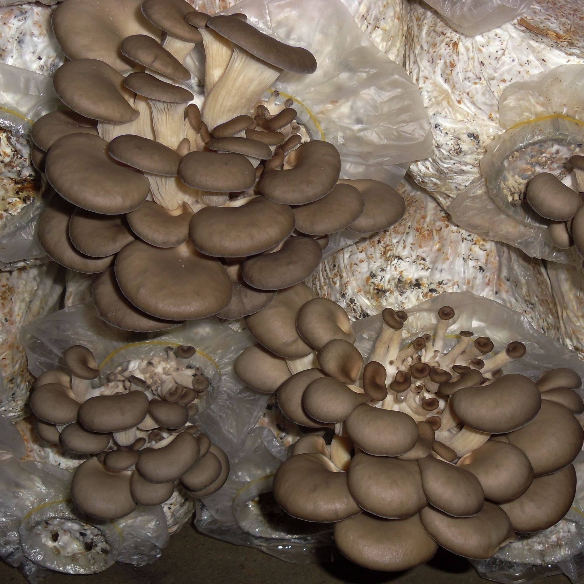 平菇种植方法及配料,平菇的种植技术与配料方法