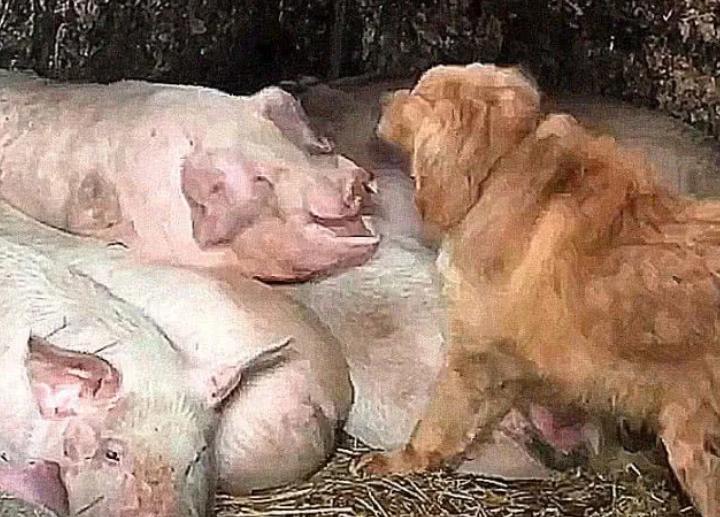 狗狗偷溜进母猪圈，觉得事情不简单，跟过去后，拿起扫把狠打