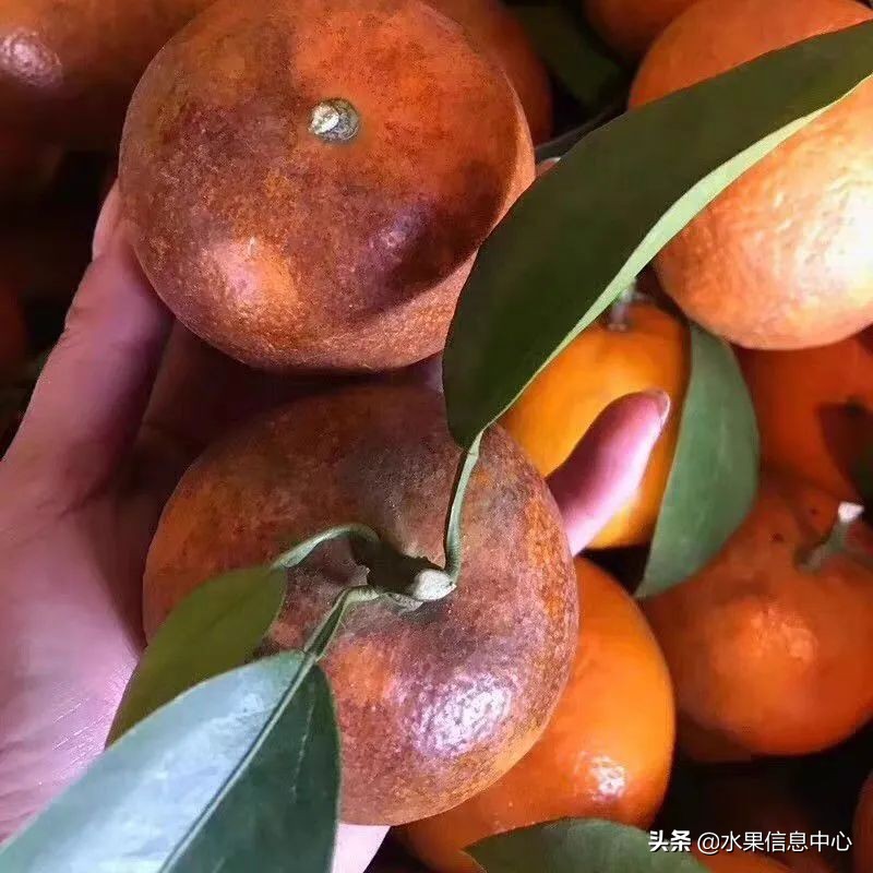 国内好吃的热带水果有哪些,小众水果推荐