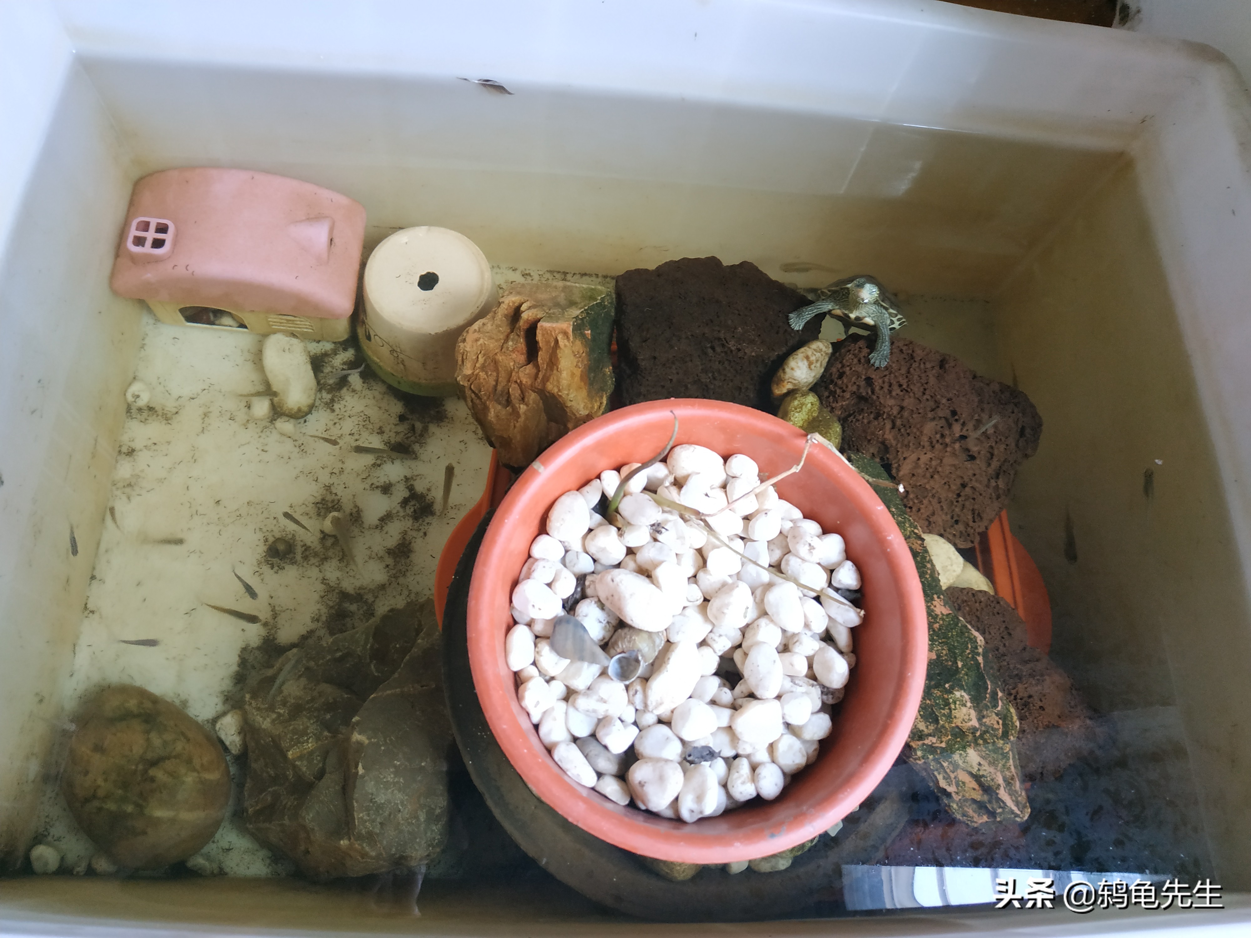 养龟要多久换水一次最好,养龟多久换一次水合适