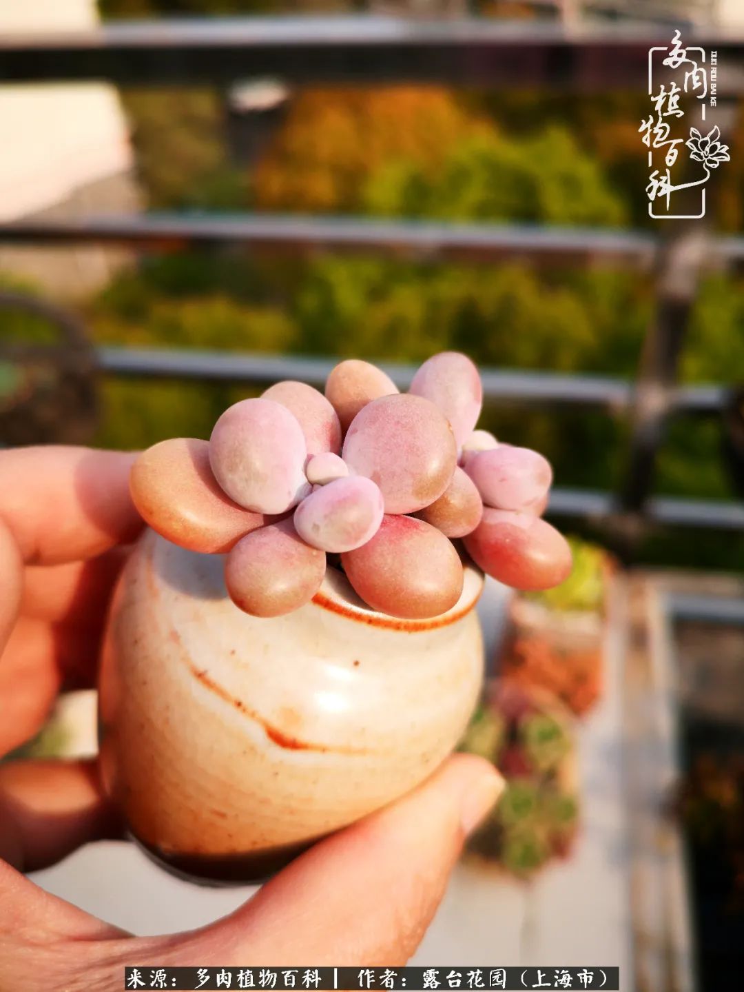 这6种多肉又粉又可爱萌翻少女心,粉粉萌萌的多肉有哪些