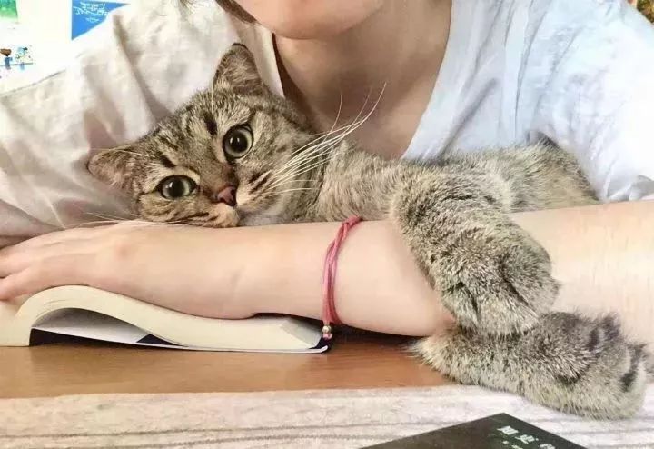 一个人养猫有什么烦恼,一个人生活养只狗靠谱吗