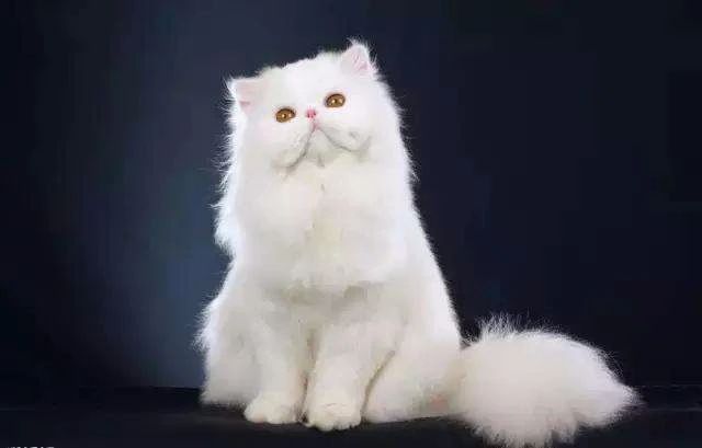 猫中暑怎么预防,猫中暑怎么缓解