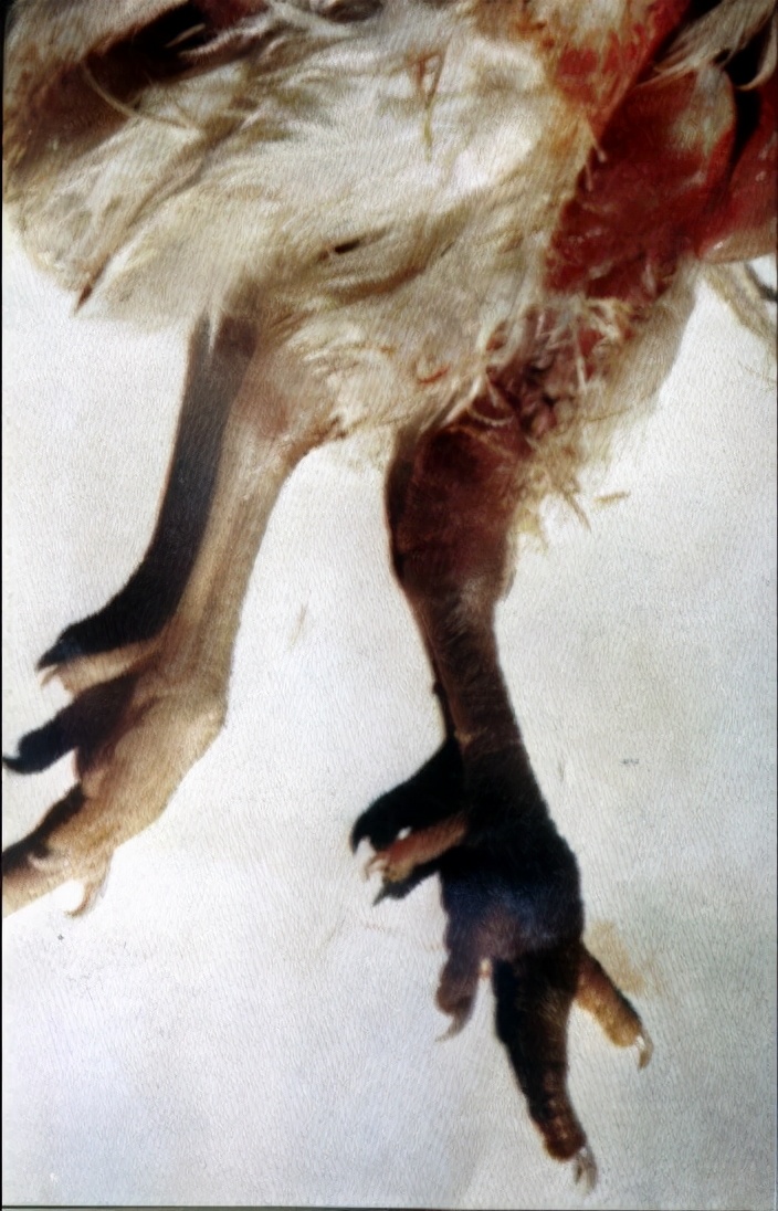 鸡滑膜炎最好的治疗方法,鸡的脚瘸什么病