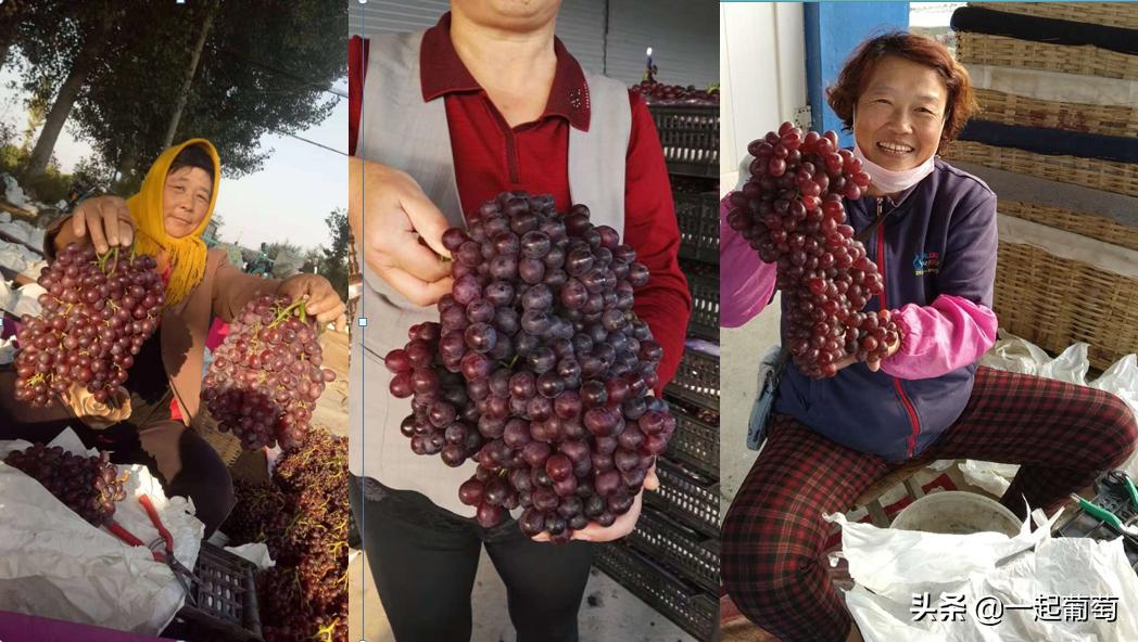 葡萄存库,葡萄存库一天的成本