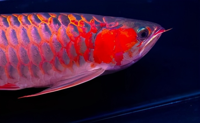 龙鱼常见疾病及治疗方法,龙鱼疾病找哪里救治