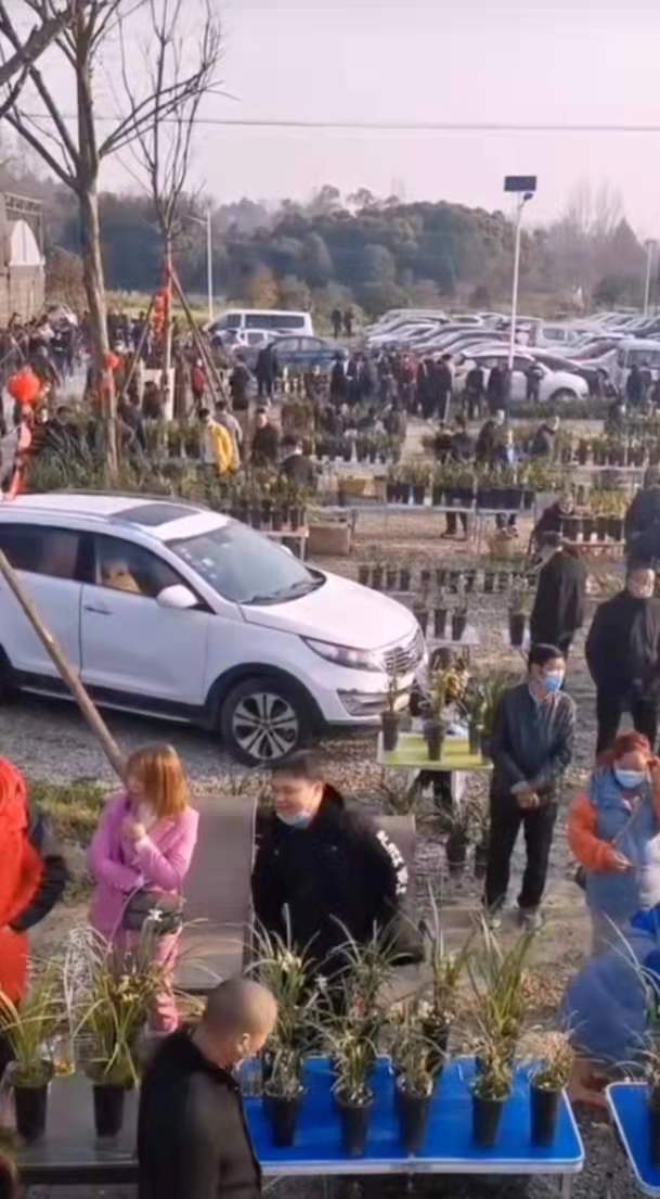 成都市兰花交易市场,温江兰花交易市场在哪