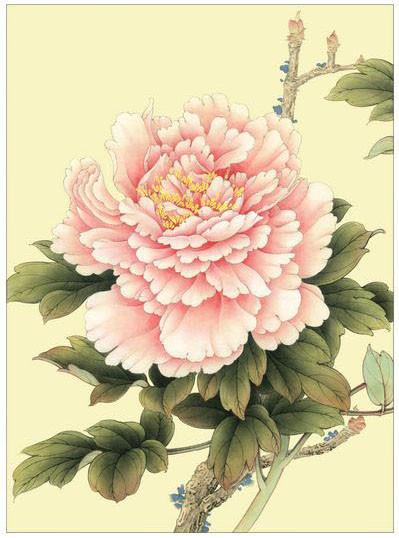 工笔牡丹勾线画法,工笔牡丹十二品设色步骤