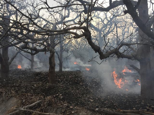 听说洗衣粉、洗洁精也能当农药杀虫？你别说还很可以