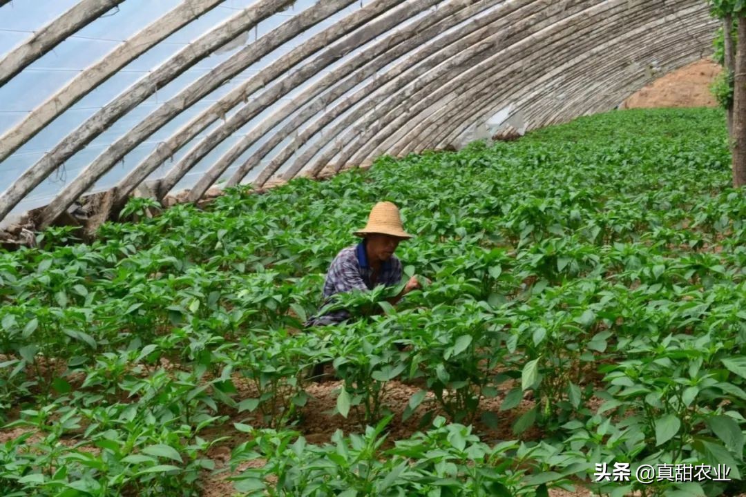 产区菜价继续利好上扬10.21广州蔬菜报价