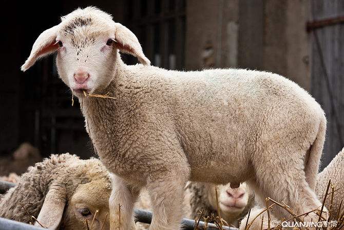 民间30个治羊的偏方,治疗羊常见病的民间小偏方