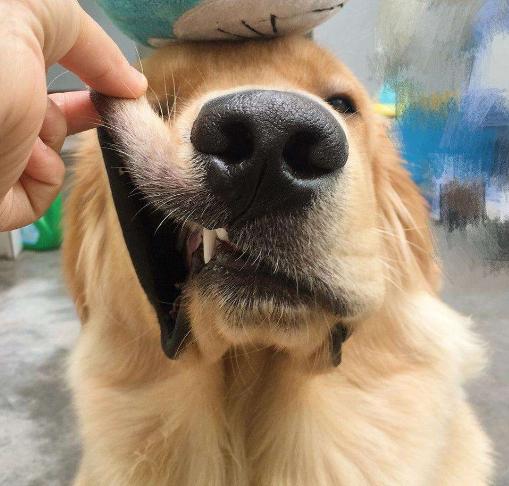 关于狗狗的8个秘密,关于狗狗的八个秘密你知道吗