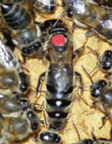 欧洲蜂幼虫腐臭病图片,欧洲幼虫病的治疗方法