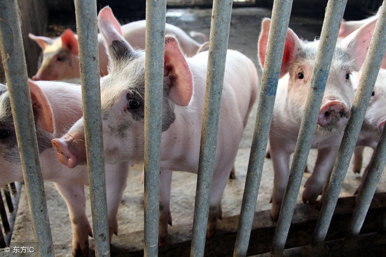 育肥猪食欲差掉膘严重,育肥猪挑食吃食少怎么解决