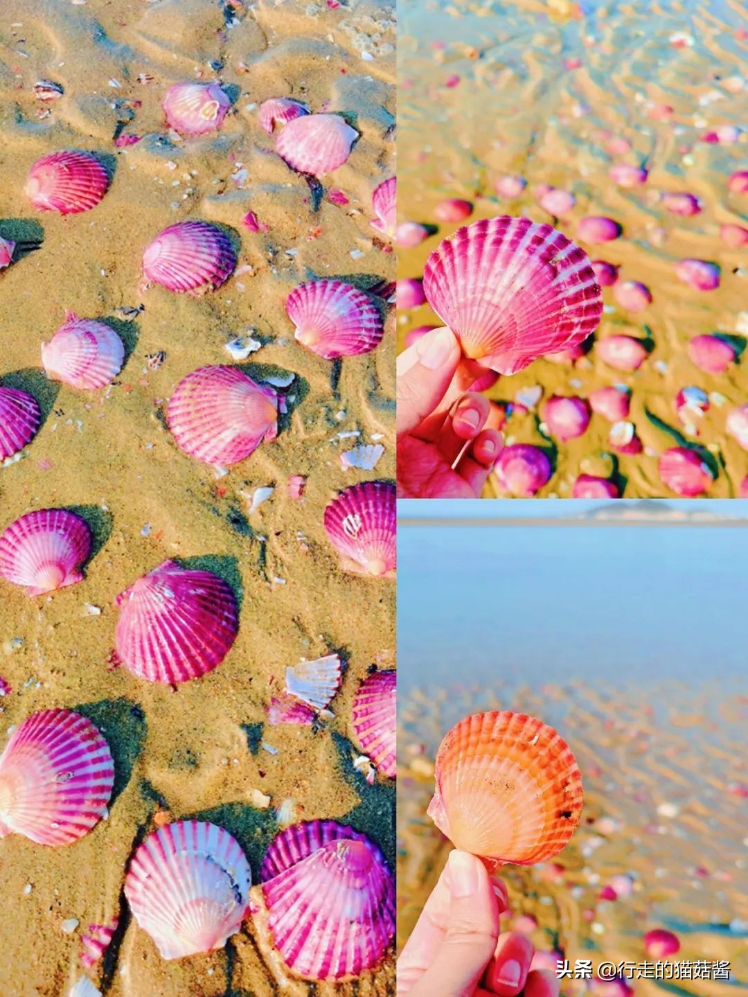 养马岛4a风景区,烟台养马岛景区