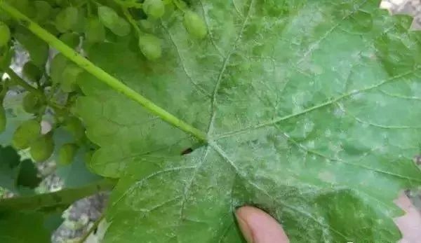 白化病的种类及图片,白化病常识图片大全