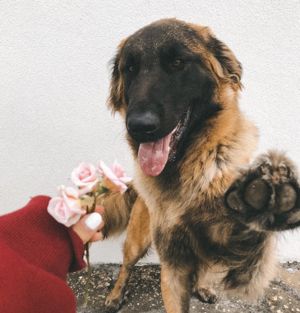 萌犬犬种,惹人喜爱的萌犬