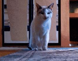 猫咪很臭又不能洗澡的时候怎么办,两个月的猫咪没洗澡太臭了怎么办