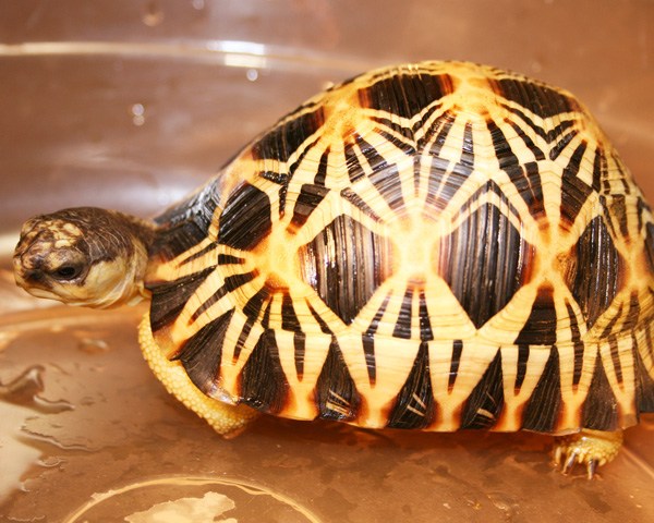 看图识龟,看图识物