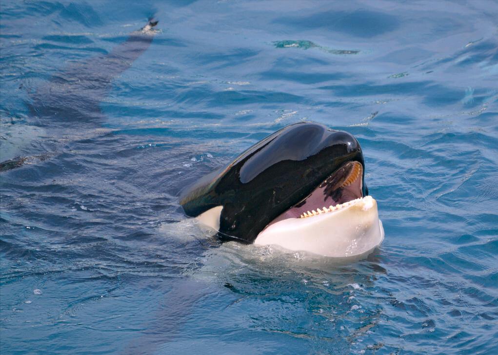 在鲸鱼肚子里是什么感觉,在鲸鱼肚子会经历什么