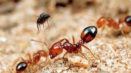 红火蚁咬伤后几天毒性会消退,红火蚁的毒性是属于酸性还是碱性