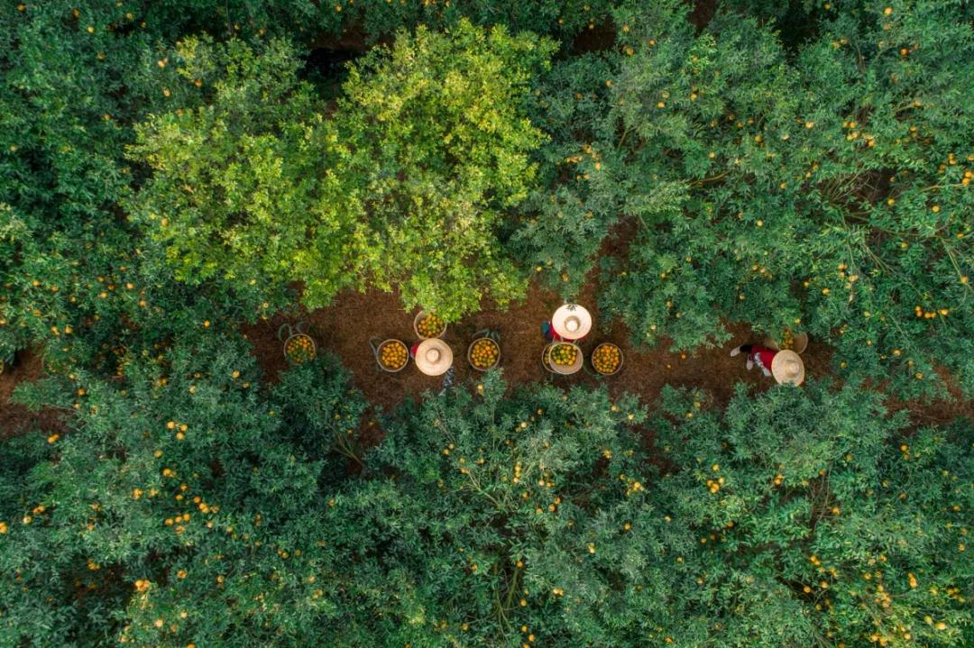 岁月知味陈皮白茶价格,每日一茶之陈皮老白茶