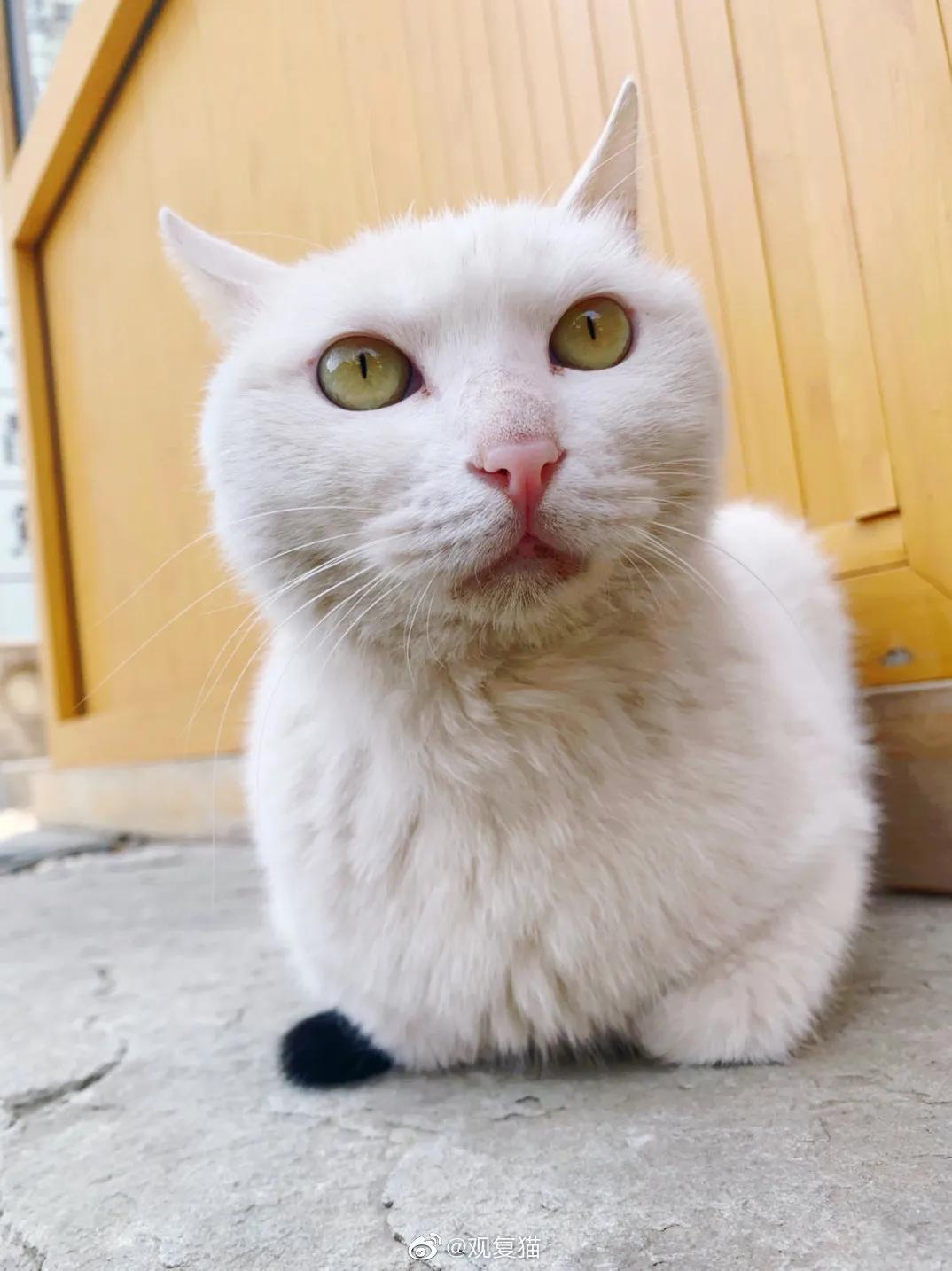 观复猫身份,观复猫近期咋样