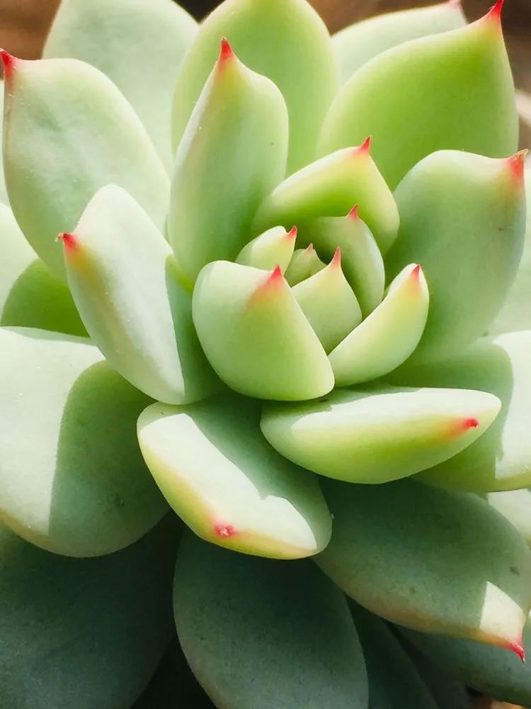 一见倾心二见,一见倾心二见倾城三见定终身