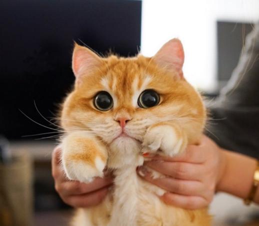 扒开猫咪毛发看有没有虫,猫咪的毛剥开后身体发黑