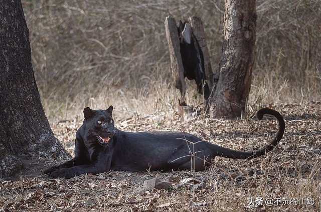 所有国家的熊猫都是中国的吗,有很多国家都有中国的熊猫英文