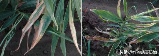 生姜黄叶的原因及治疗方法,生姜苗出现黄叶是什么原因