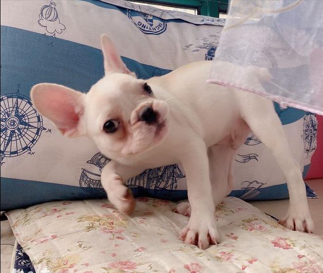 买只法斗小狗狗,买一只小法斗要多少钱