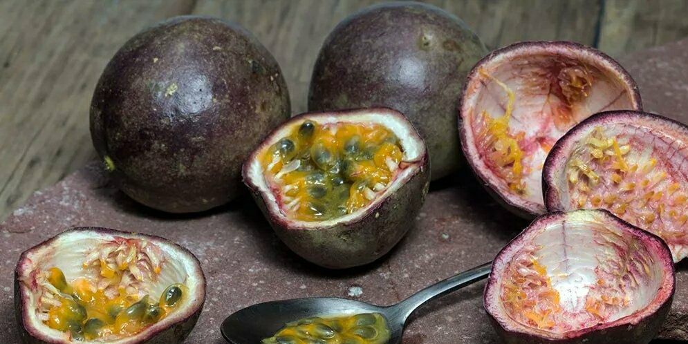 百香果观察日记作文,百香果的小日常