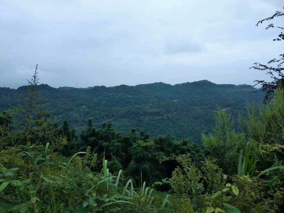 甘当孩子们向上攀登的阶梯