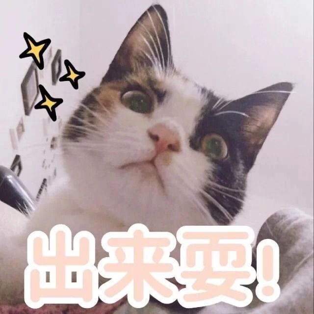 养猫必须做的5件事,老手养猫才知道的六件事