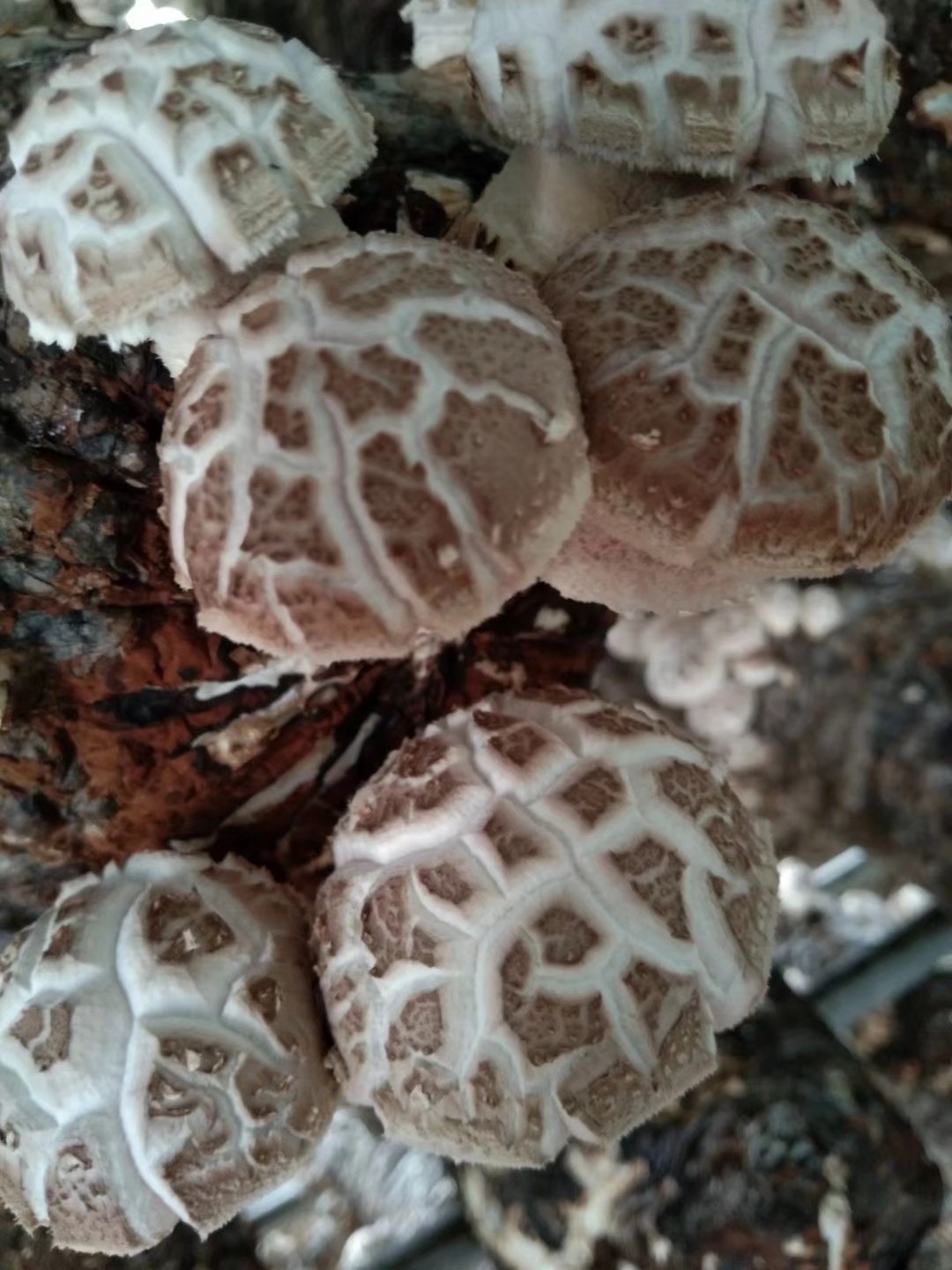 关于香菇出菇技术的视频,香菇不出菇如何解决