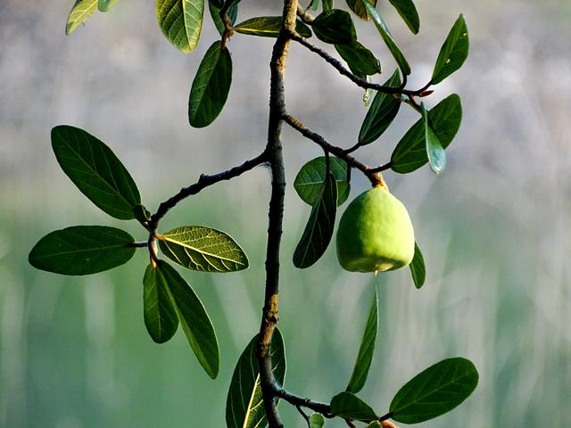 盛夏，一起品薜荔之文化，尝木莲之美味