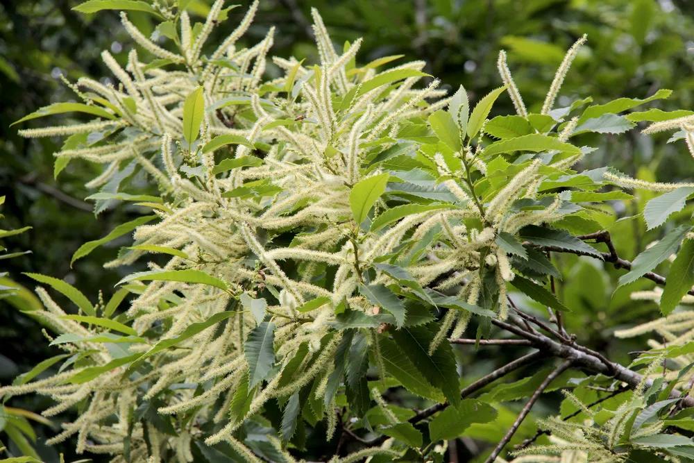 石楠花气味有没有毒,石楠花奇特的气味