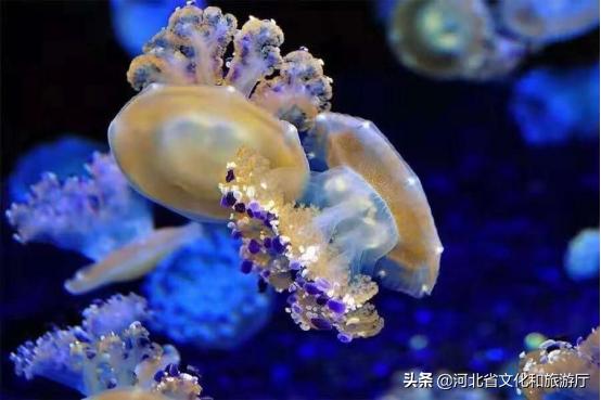 海洋公园特价35元起,快来唤醒来自世界各地的海洋居民吧!