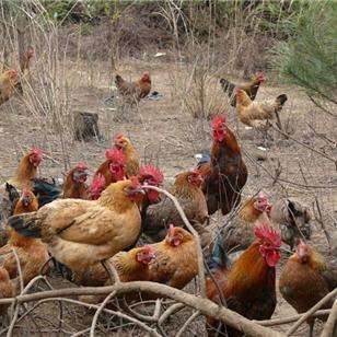 蛋鸡标准化安全生产关键技术,蛋鸡养殖安全管理制度